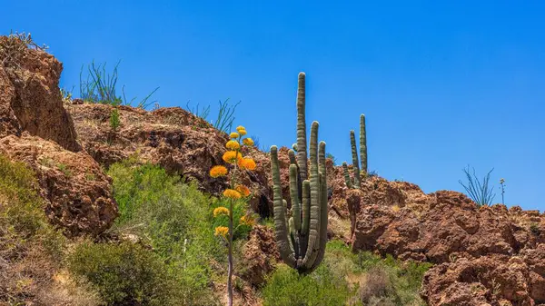 Gele Bloemen Van Yucca Plant Ontkiemen Naast Saguaro Cactus Arizona — Stockfoto