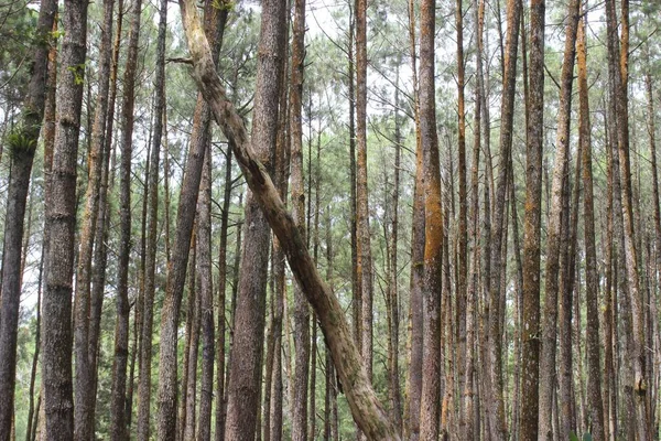 Troncos Árvores Uma Floresta Pinheiros Muito Densa — Fotografia de Stock
