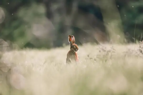 Shallow Focus Cute Brown European Hare Lepus Europaeus Green Field — Stock Photo, Image