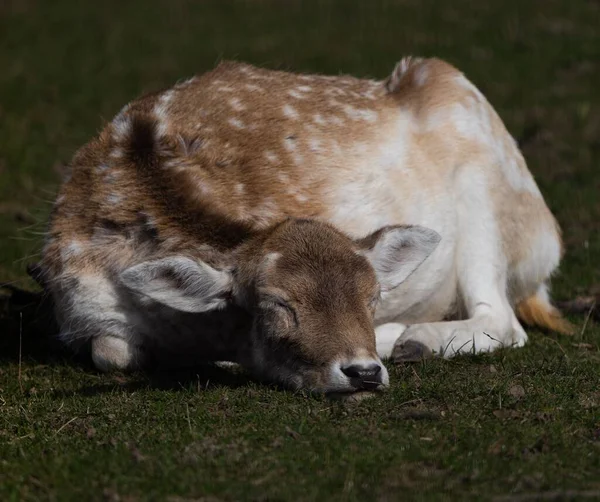 Close Van Een Schattig Slapend Reetje Het Bos — Stockfoto