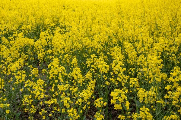 白きマスタードの花畑の眺め — ストック写真