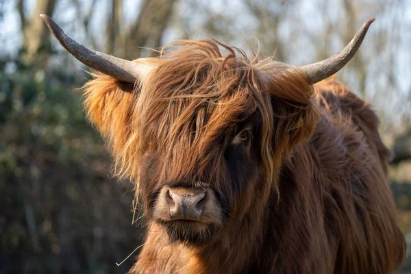 Retrato Bonito Uma Vaca Escocesa Highlander Com Fundo Desfocado — Fotografia de Stock
