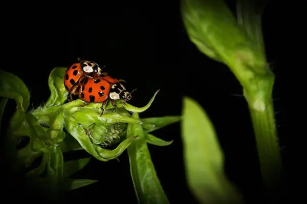 Uma Macro Acasalamento Joaninhas Uma Planta Verde — Fotografia de Stock