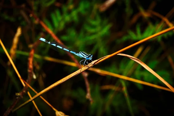 View Small Pitch Dragonfly Natural Habitat — Stock Photo, Image
