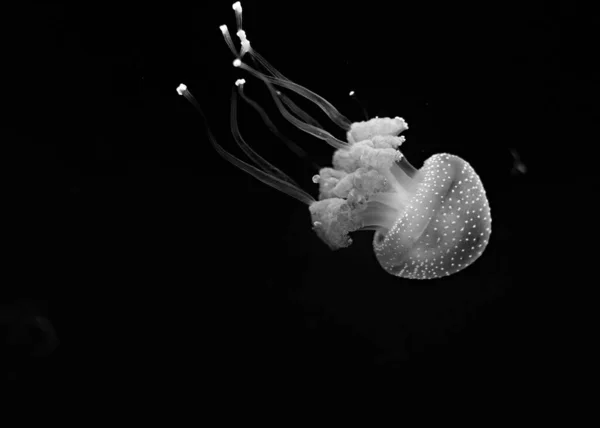 Šedá Šupina Medúzy Plavající Temné Vodě — Stock fotografie