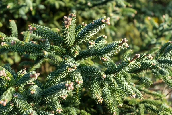 Een Dichtbij Shot Van Een Spar Florerend Tuin Een Zonnige — Stockfoto