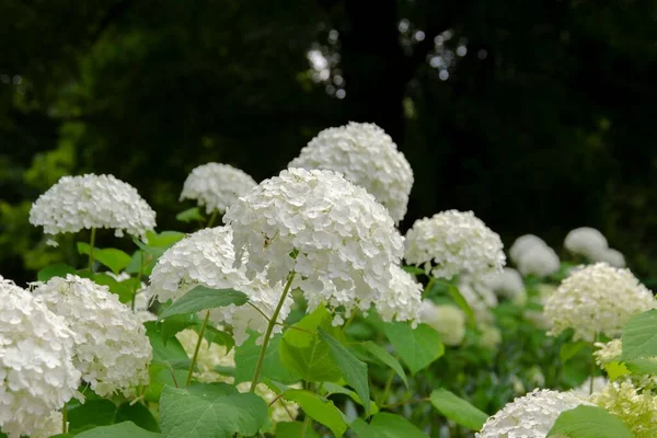 Uma Bela Vista Hydrangea Arborescens Branco — Fotografia de Stock