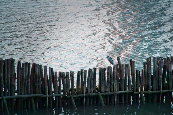 Beautiful View Little Bird Sitting Wooden Fence Sea — Stock Photo, Image