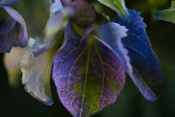 Eine Nahaufnahme Von Lila Blättern Einer Pflanze Vor Verschwommenem Hintergrund — Stockfoto
