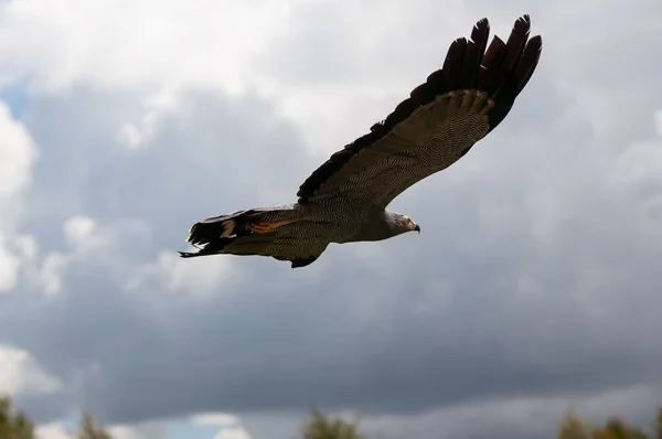 Szelektív Fókusz Egy Afrikai Harrier Hawk Repül Felhős Égen — Stock Fotó