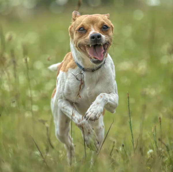 Tir Jack Russell Terrier Ludique Courant Dans Prairie — Photo