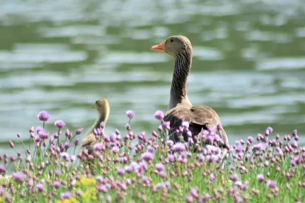 Shallow Focus Adorable Goose Baby Lake — Stock Photo, Image