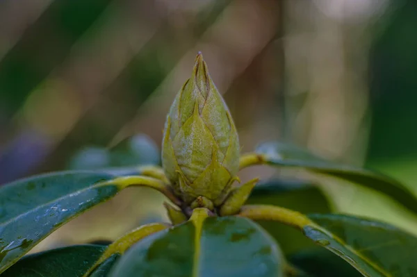 Eine Nahaufnahme Einer Grünen Pflanze — Stockfoto