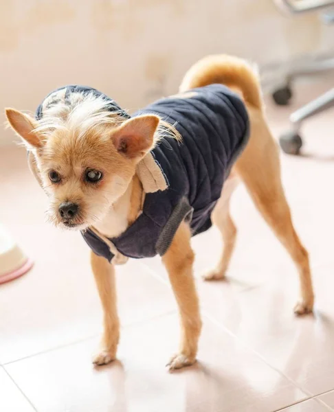 Pionowe Ujęcie Małego Psa Noszącego Koszulę Podłodze — Zdjęcie stockowe