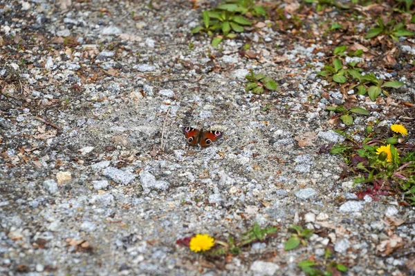 Peacock Butterfly Resting Ground — Stock Photo, Image