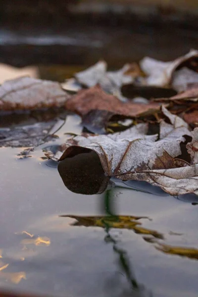 Closeup Autumn Leaves Water Blurred Background — Stock Photo, Image