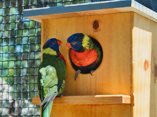 Detailní Záběr Milujících Lorikeet Ptáků Ptačí Budce Ochranném Centru — Stock fotografie