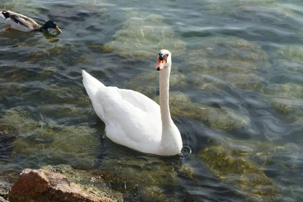 Одинокий Белый Лебедь Плавающий Спокойной Воде — стоковое фото