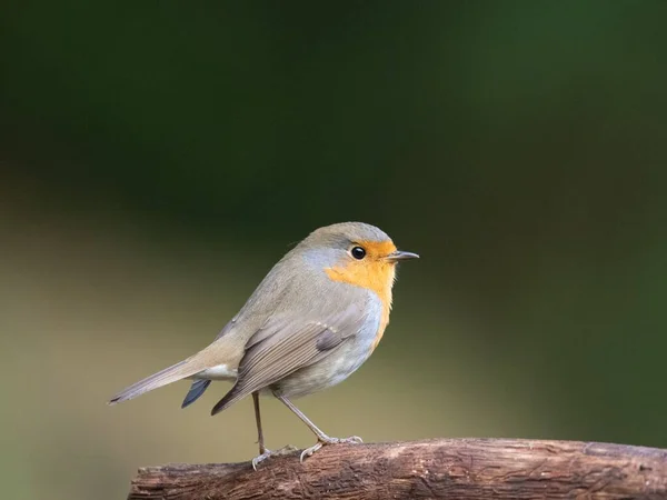 ぼやけた背景の上に美しいロビンのクローズアップショット — ストック写真