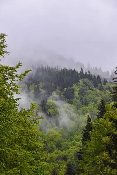 Svěží Zelený Les Oblačnou Oblohou Obzoru Karpatských Horách — Stock fotografie