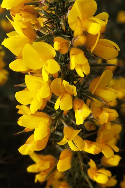 Ένα Κάθετο Πλάνο Ενός Κίτρινου Λουλουδιού Γκόρσε Ένα Πάρκο — Φωτογραφία Αρχείου