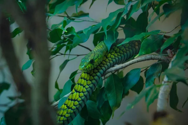 Egy Közeli Felvétel Zöld Mamba Kígyó Dendroaspis Angusticeps Egy Fán — Stock Fotó