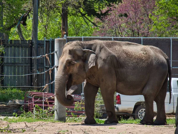 Ein Asiatischer Elefant Topeka Zoo Conservation Center Topeka Kansas — Stockfoto
