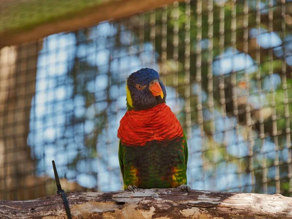 Primer Plano Pájaro Lorikeet Sentado Una Rama Árbol Centro Conservación —  Fotos de Stock