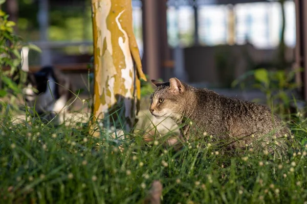 公園の芝生の上に立つ猫の選択的な焦点 — ストック写真