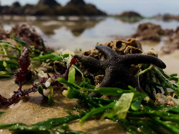 Een Close Zicht Zeester Tussen Koraal Het Strand — Stockfoto