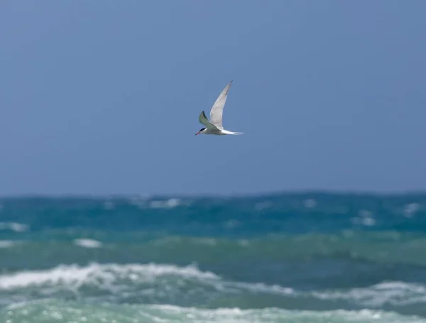 Een Stern Vogel Vliegend Overheen Een Zee — Stockfoto