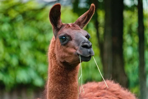 Foco Seletivo Llama Comer Hastes Uma Floresta — Fotografia de Stock