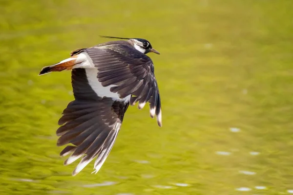 Beautiful Shot Northern Lapwing Flying Lake — Stock Photo, Image