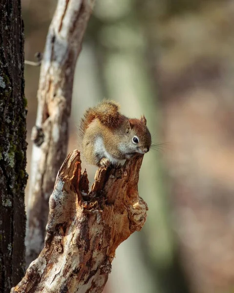 Eine Vertikale Aufnahme Eines Braunen Eichhörnchens Auf Einem Baum — Stockfoto