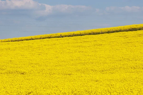 Uma Bela Vista Campo Colza Amarelo Com Céu Azul Luz — Fotografia de Stock