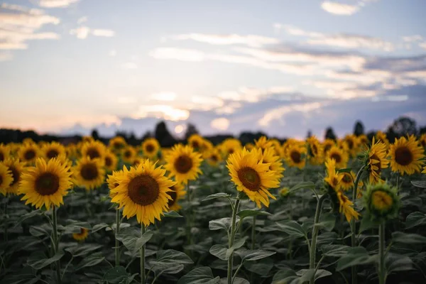 Прекрасний Вид Соняшники Зеленим Листям Полі — стокове фото