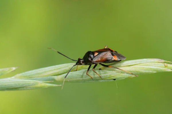 Closeup Red Spotted Mirid Bug Deraeocoris Ruber Sitting Straw Grass — Stock Photo, Image