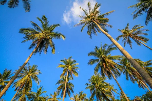 Low Angle View Beautiful Palm Trees Background Sky — Stock Photo, Image