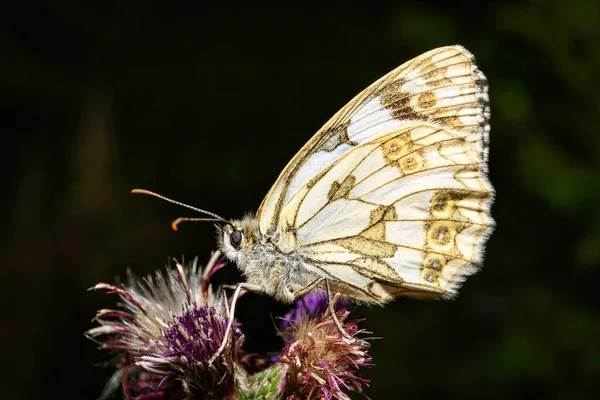 Ein Genauer Blick Auf Einen Weißen Schmetterling Natürlichem Lebensraum Auf — Stockfoto