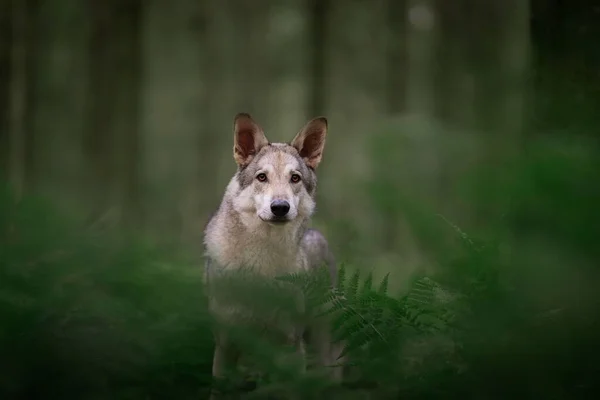 Hermoso Perro Entre Hojas Jardín Sobre Fondo Bokeh —  Fotos de Stock