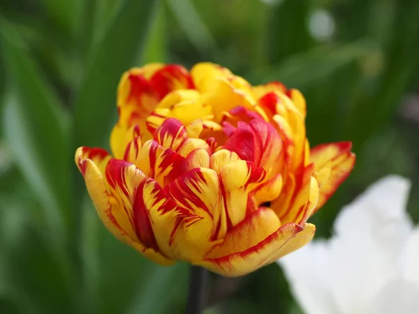 Macro Amarelo Vermelho Duplo Bulbo Tulipa Cedo Livre Dia Ensolarado — Fotografia de Stock