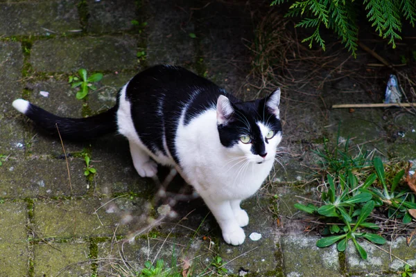 Kameraya Bakan Siyah Beyaz Bir Kedinin Yakın Çekimi — Stok fotoğraf