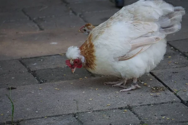 Κοτόπουλο Ελευθέρας Βοσκής Που Τρώει Σπόρους Στην Επιφάνεια Μιας Φάρμας — Φωτογραφία Αρχείου