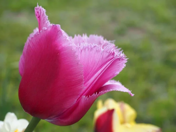 Macro Pink Garden Tulip Outdoors Blurred Background — Stock Photo, Image