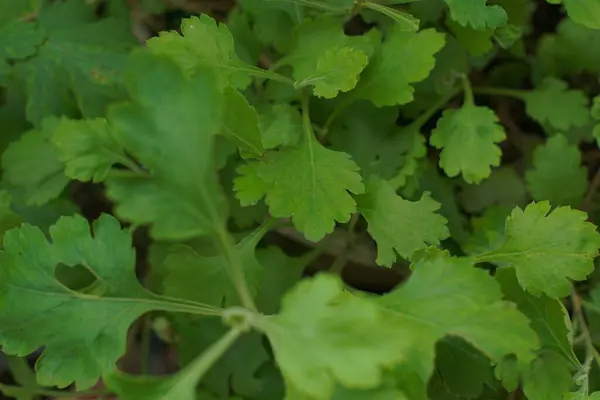 Primo Piano Prezzemolo Che Cresce Una Fattoria — Foto Stock