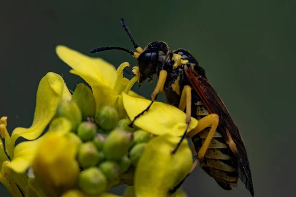 Plan Rapproché Une Guêpe Sur Une Fleur Jaune Dans Flou — Photo