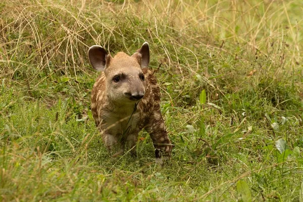 Zbliżenie Młodego Tapira Trawie Polu — Zdjęcie stockowe