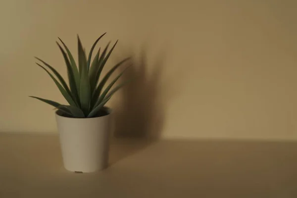 Close Uma Planta Aloe Vera Vaso Branco Prateleira Cor Nua — Fotografia de Stock