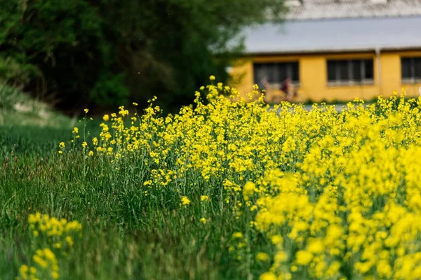 Een Gele Koolzaad Bloem Veld Een Zonnige Dag — Stockfoto