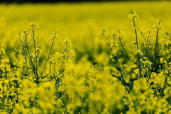 Een Gele Koolzaad Bloem Veld Een Zonnige Dag — Stockfoto